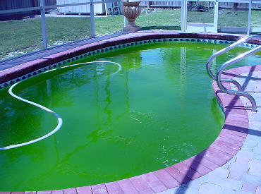 blue green algae pool