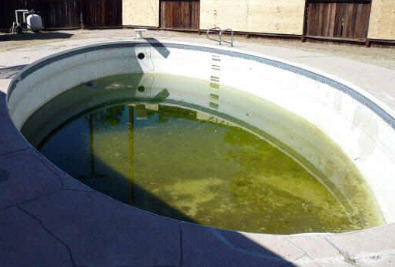 blue green algae pool