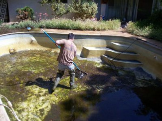 Brown Algae In Swimming Pools. Learn Algae Types & What Is Algae Bloom