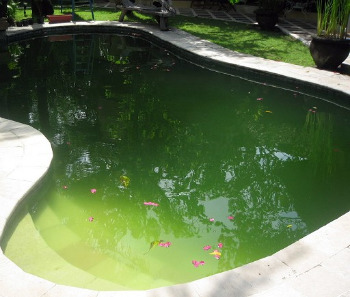 green-swimming-pool-bali_large.jpg