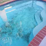 Black algae ruining your pool? This guide shows you exactly how to kill it and keep it gone for good.