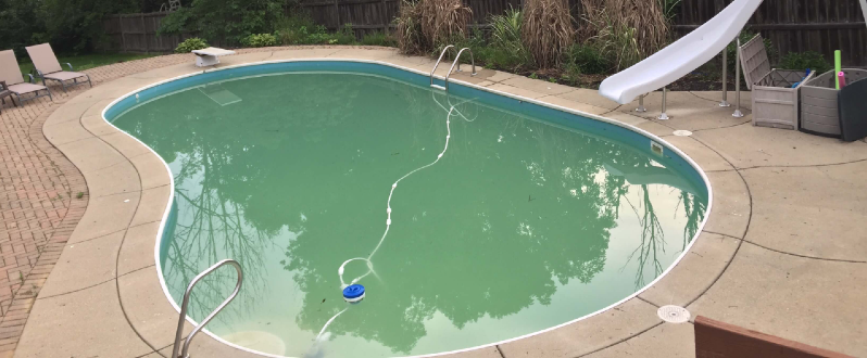 How To Get Rid Of Yellow Algae a.k.a. Mustard Algae In A Pool