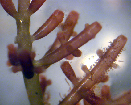 pool algae swimming clean slime take types