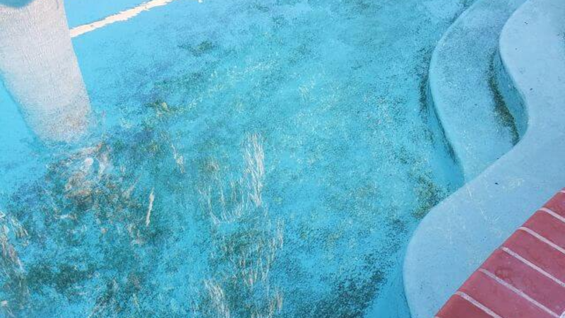 How To Kill Black Algae In Your Pool