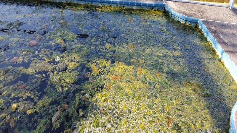 No worries if you have green pool water or an algae problem. With just a few steps and some chemicals you'll be swimming in no time.  